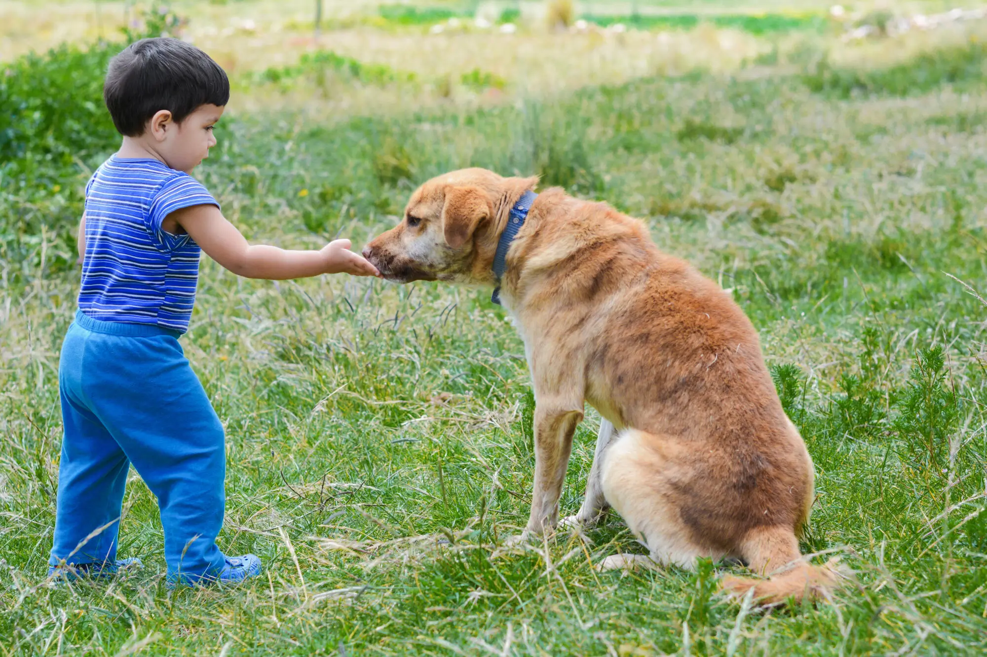 Best Practices for Pets in a Community